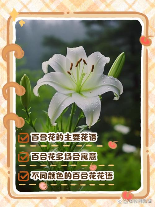 梦见百合花意味着哪些？探索它的象征意义和心理解读。