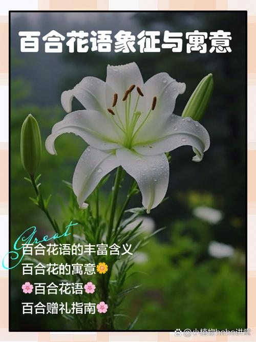 梦见百合花意味着哪些？探索它的象征意义和心理解读。