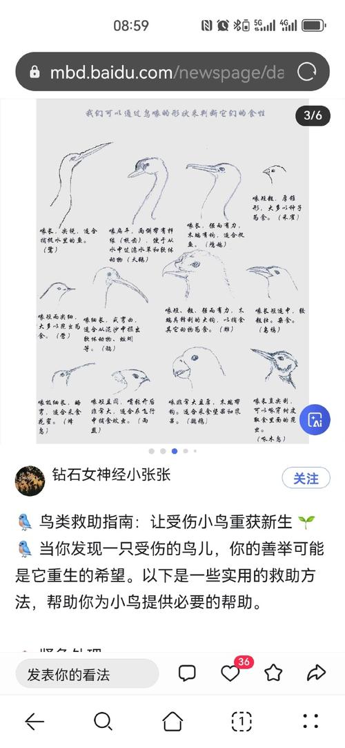 梦见鸟嘴铳象征解析传统寓意对比现代解读