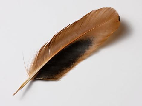 解梦角度梦见鸡毛背后的象征意义揭示 解梦角度梦见鸡毛背后的象征意义揭示