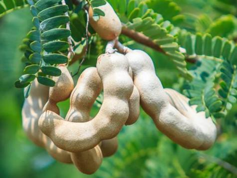 梦见罗望子树精神启示 vs 现实预兆,哪个更具意义? 梦见罗望子树精神启示 vs 现实预兆,哪个更具意义?