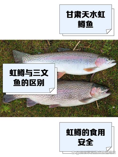 梦见鳟鱼的寓意解析如何提升财运与生活幸福感