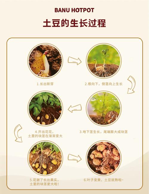 解梦专家解析梦见土豆的5个潜在含义与生活启示