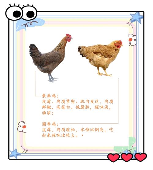 揭秘梦见家禽的真实意义，提升心理健康知识库