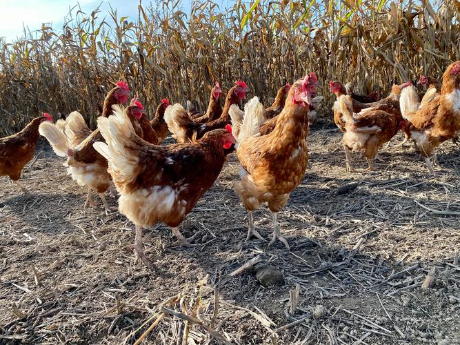 揭秘梦见家禽的真实意义，提升心理健康知识库