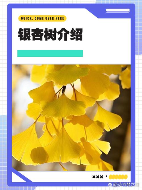 解读梦中银杏树寓意，获取改善运势的实用技巧