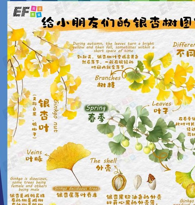 解读梦中银杏树寓意，获取改善运势的实用技巧