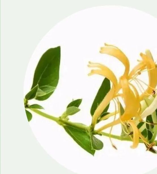 梦见金银花寓意解析高效解读你的内心潜意识