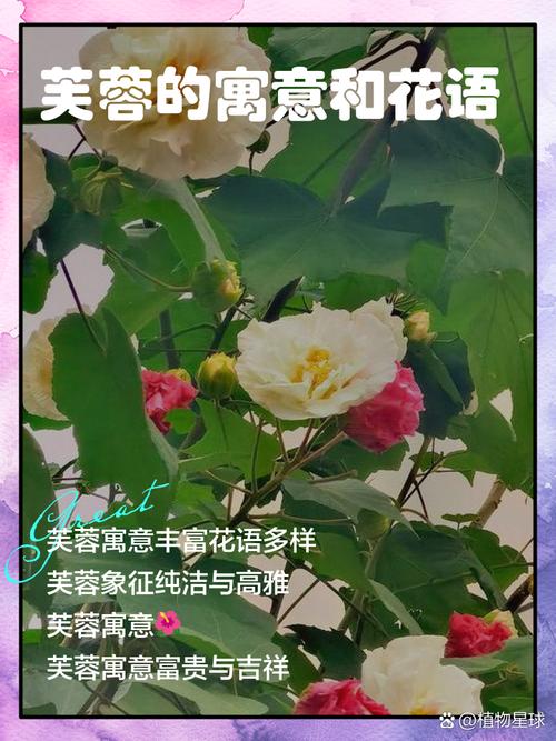 梦见芙蓉花的深意解读象征意义与好运提升小技巧