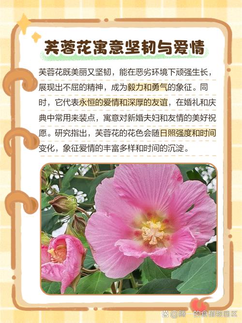 梦见芙蓉花的深意解读象征意义与好运提升小技巧