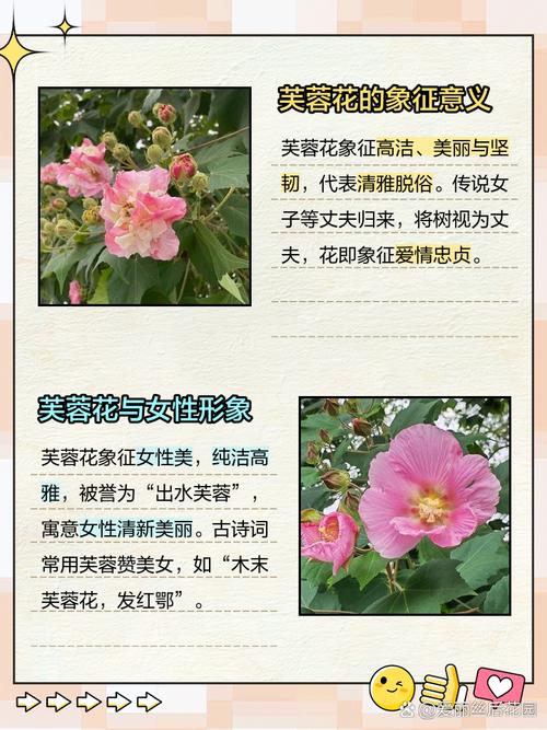 梦见芙蓉花的深意解读象征意义与好运提升小技巧