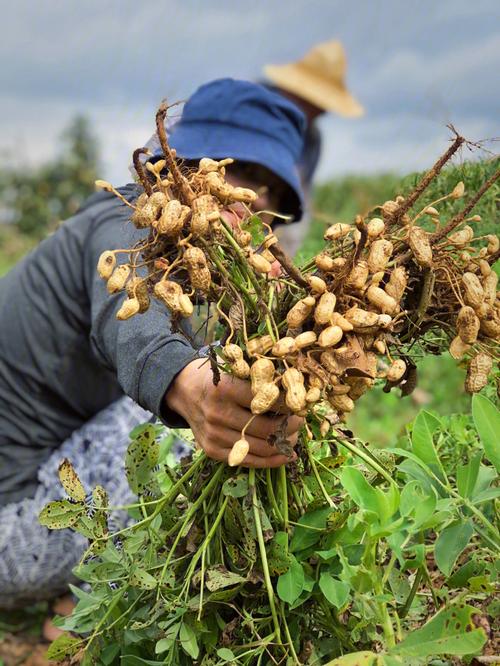梦见摘花生预示哪些?解密生活中的隐秘信号 梦见摘花生预示哪些?解密生活中的隐秘信号