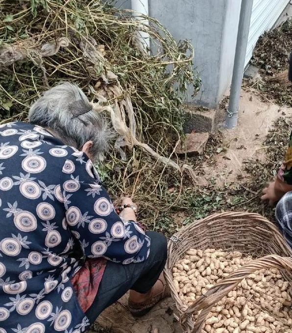 梦见摘花生预示哪些?解密生活中的隐秘信号 梦见摘花生预示哪些?解密生活中的隐秘信号