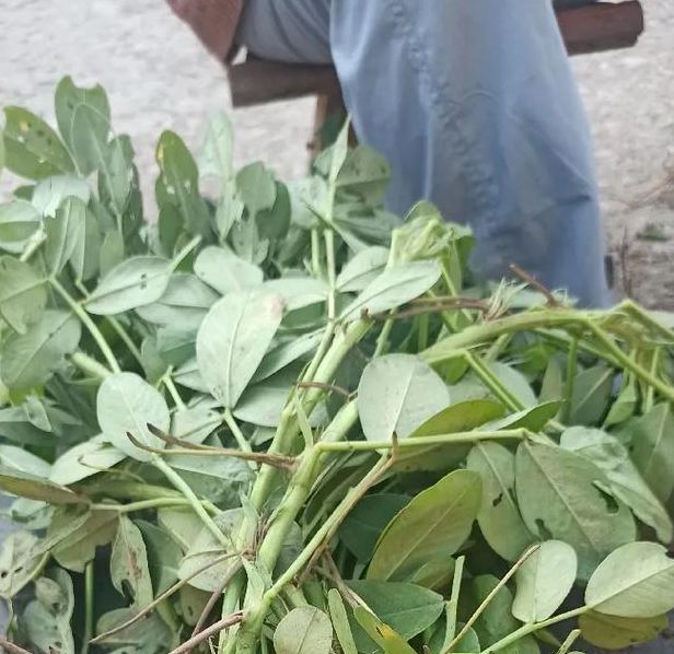 梦见摘花生预示哪些?解密生活中的隐秘信号 梦见摘花生预示哪些?解密生活中的隐秘信号