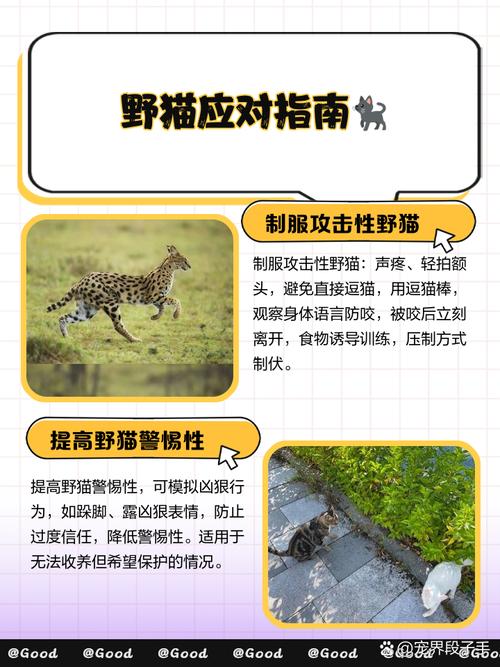 梦见野猫的5大象征意义及心理学解读【权威指南】