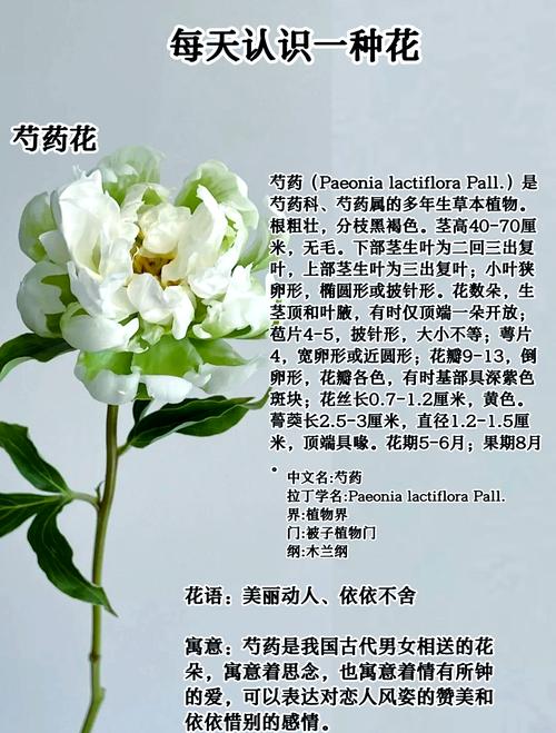 梦见芍药花象征意义深远，用户探索潜意识的丰富情感体验！