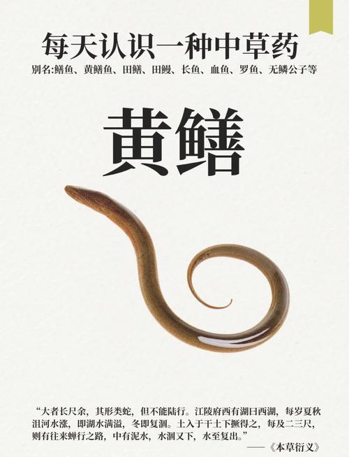 梦见鳝鱼象征哪些？解密潜意识中的隐藏信息