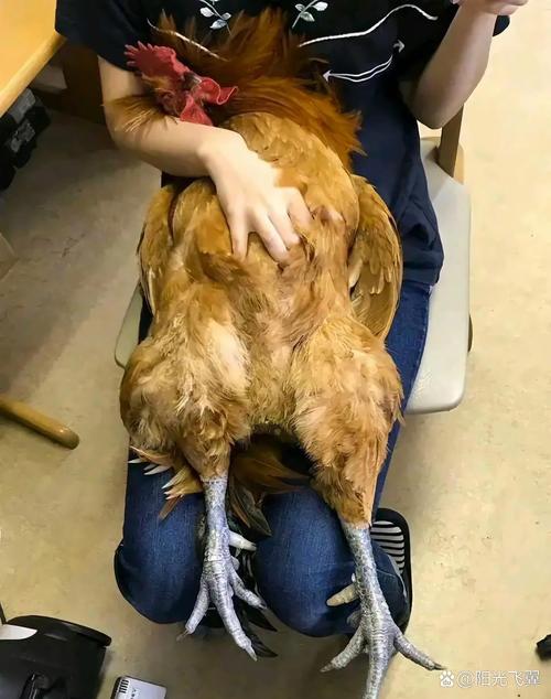 梦见抱鸡象征何种内涵？深入解析与心灵启示