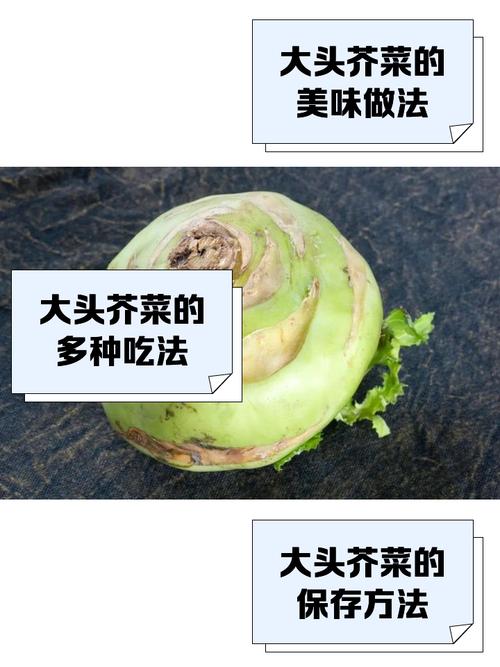 解读梦境7种梦见大头菜的深层含义与启示