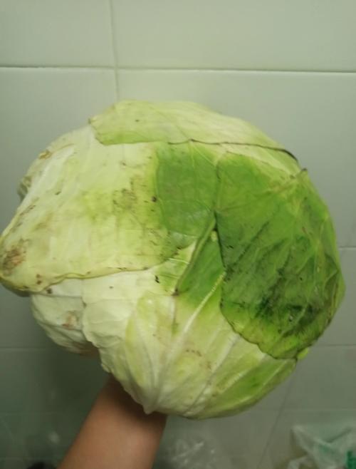 解读梦境7种梦见大头菜的深层含义与启示