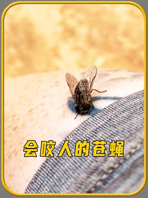 梦见苍蝇暗示哪些？揭秘背后的心理象征，震惊众人！