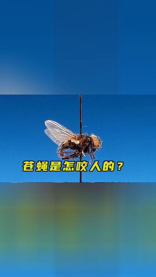 梦见苍蝇暗示哪些？揭秘背后的心理象征，震惊众人！
