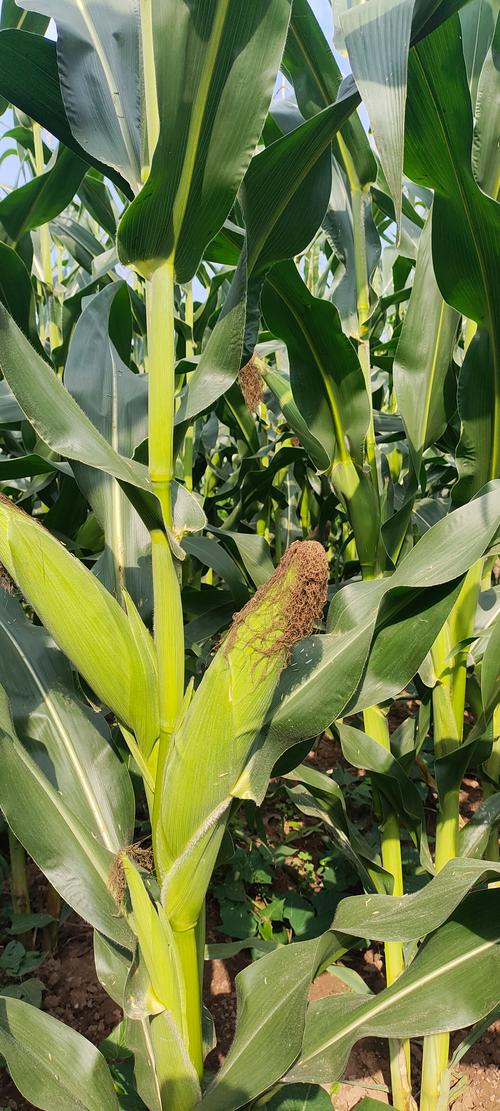 梦见包谷的象征含义及其对生活的启示