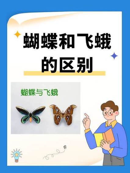 梦见飞蛾 vs 梦见蝴蝶背后深意与象征解析