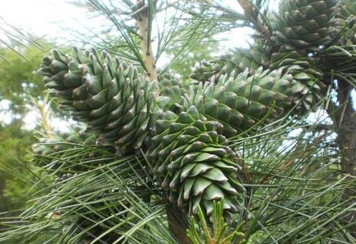 梦见松子象征心理成长深入解读与内心和谐的潜在意义