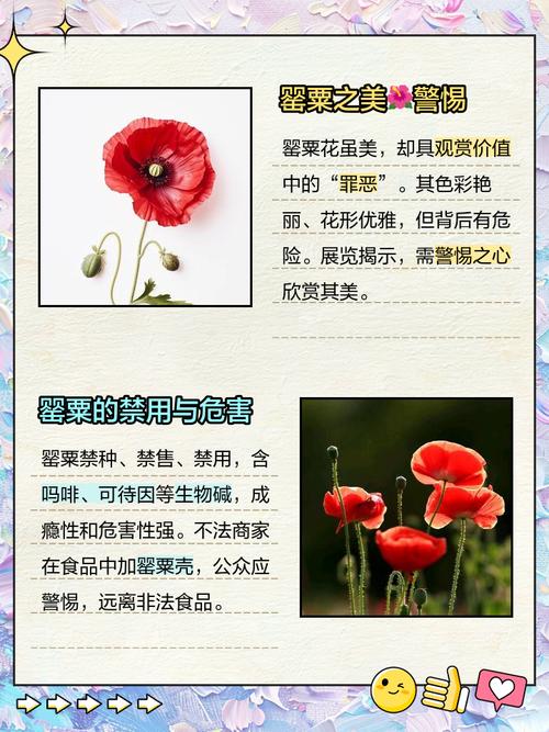 梦见罂粟的启示解读内心渴望与现实追求的对比