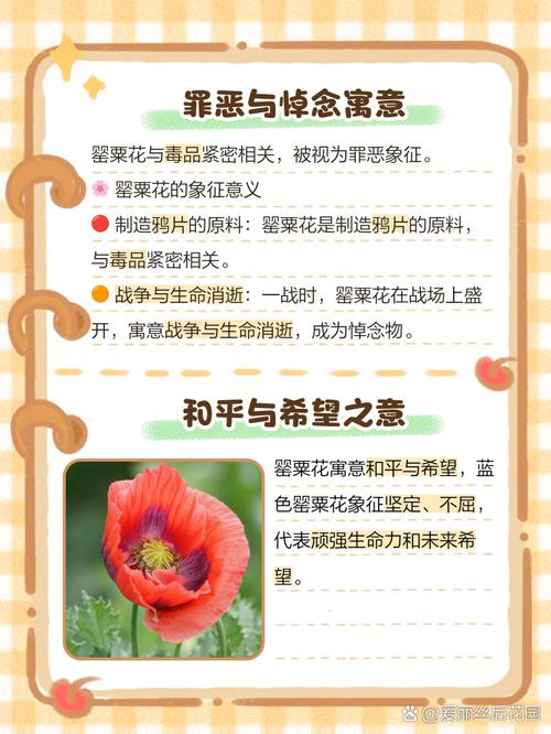 梦见罂粟的启示解读内心渴望与现实追求的对比