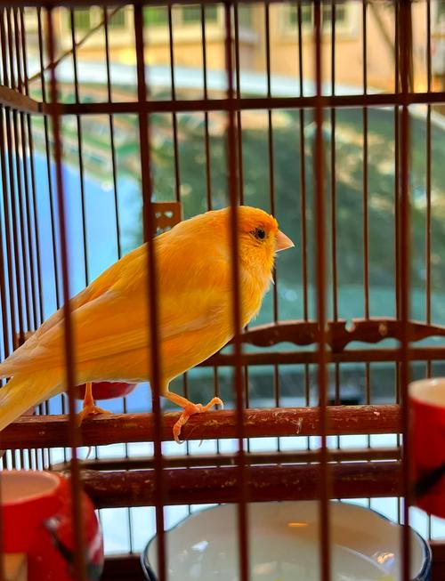 梦见金丝雀象征哪些?解锁梦境背后隐藏的秘密 梦见金丝雀象征哪些?解锁梦境背后隐藏的秘密