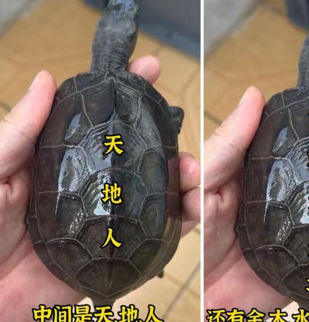 梦见乌龟吃蛇象征哪些？解读深层心理暗示