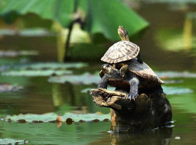 梦见乌龟吃蛇象征哪些？解读深层心理暗示