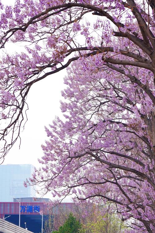 梦见梧桐象征哪些？解读背后的秘密与心理暗示