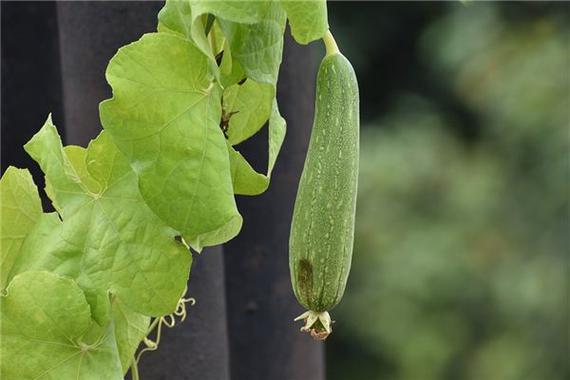 梦见丝瓜的5大象征意义及其对生活的影响解析