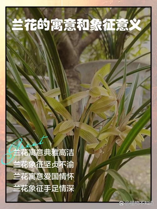 梦见兰花开得茂盛寓意何在?详解背后隐藏意义! 梦见兰花开得茂盛寓意何在?详解背后隐藏意义!