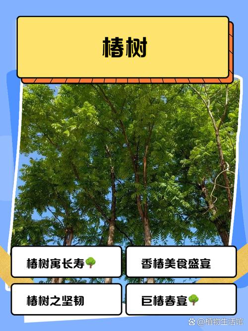 梦见香椿树的祥瑞象征，解析潜藏运势影响及心理暗示