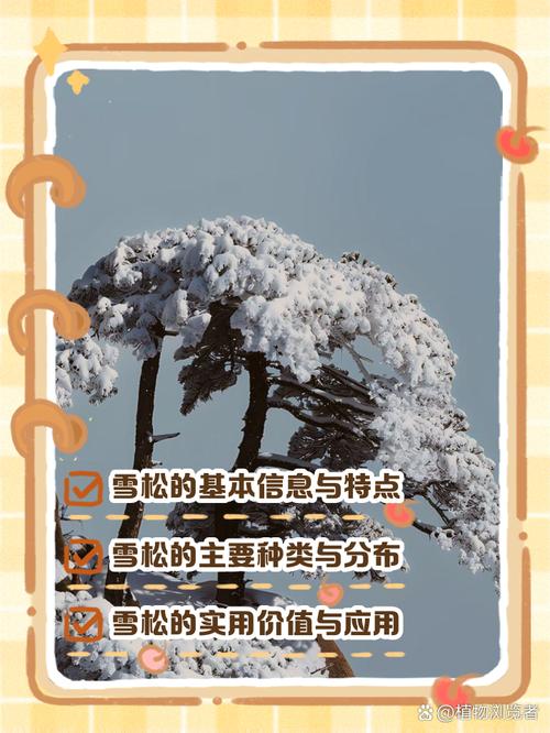 梦见雪松寓意解析心理暗示与生活启示分析