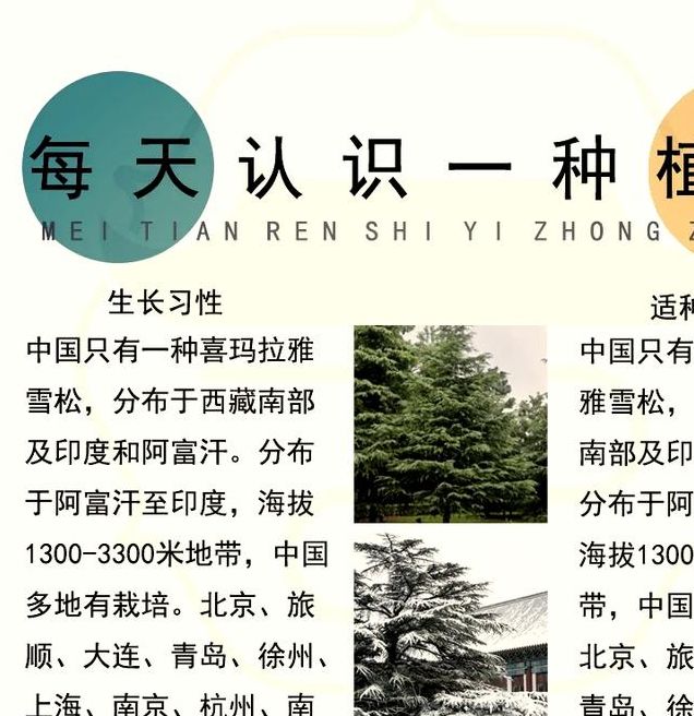 梦见雪松寓意解析心理暗示与生活启示分析