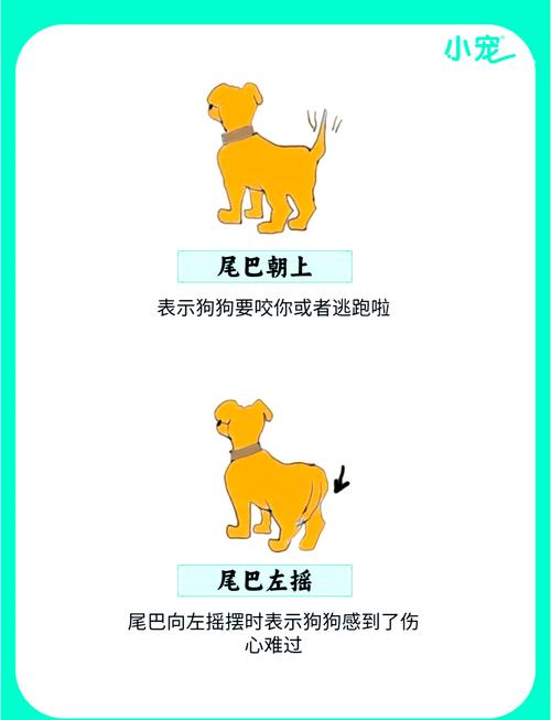 解梦梦见狗摆尾的象征意义与日常行为解析