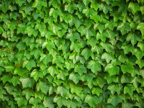 梦见常青藤意味着哪些？解密背后深层含义及高效解决方案