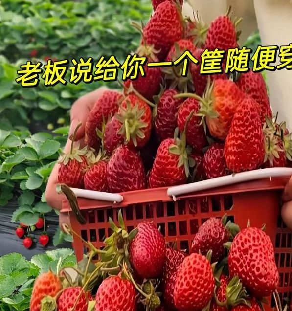 梦见摘草莓的7大象征意义，揭示潜在心理暗示