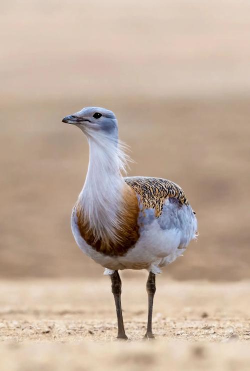 梦见鸨鸟意味着哪些？揭示隐藏的精神寓意及解梦实用技巧