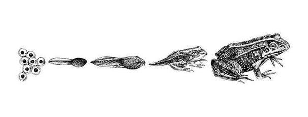 梦见蟾蜍的深层寓意如何解读并找到高效解决方案? 梦见蟾蜍的深层寓意如何解读并找到高效解决方案?