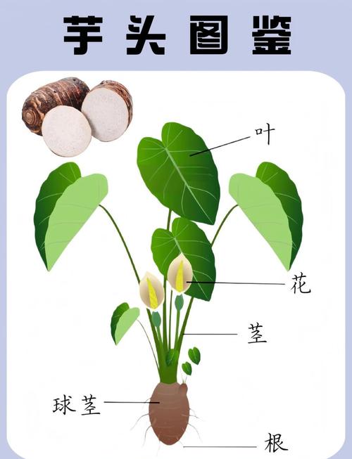 梦见芋头象征意义如何解读梦境中的财富预示？