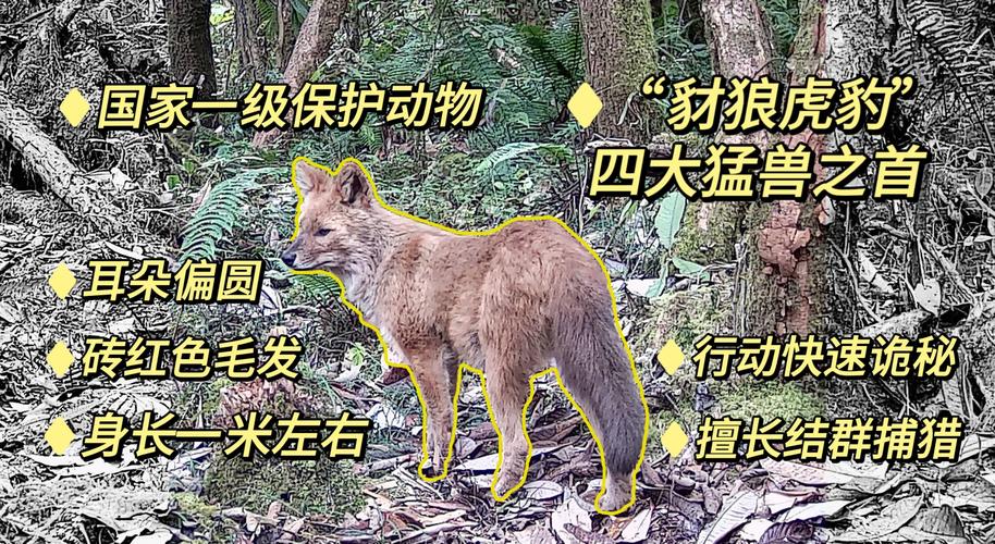 深度解读梦见豺狼象征及其心理意义分析