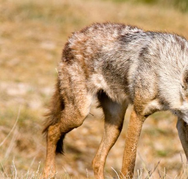 深度解读梦见豺狼象征及其心理意义分析