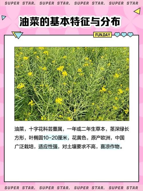 梦见油菜暗藏玄机？解析油菜梦境背后的深意