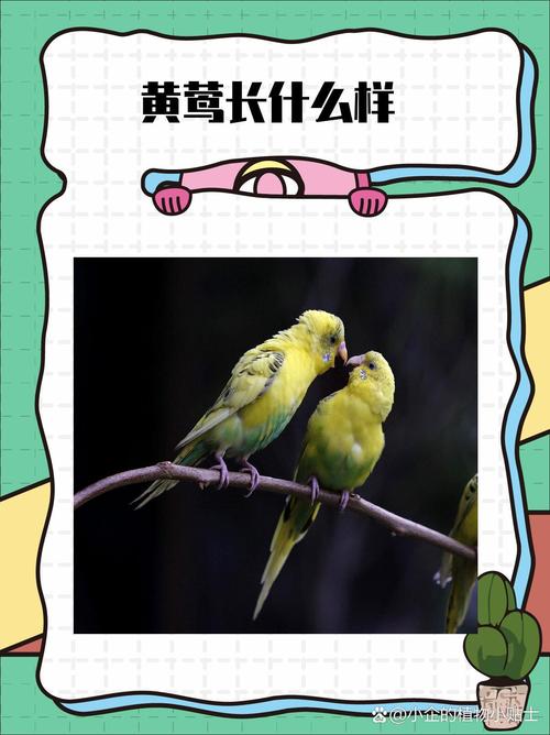 揭秘梦见黄莺的7大心理象征及其风水影响